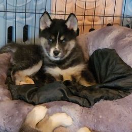 Egwene - Agouti and white female Siberian Husky puppy in Meridian, Mississippi from JJ's Huskies