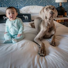 Weimaraner Puppies from Freehart's Weimaraners