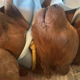 Yellow - Red  male Goldendoodle puppy in Grand Blanc, Michigan from Perry Farm Doodles