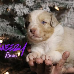 Sneezy - Red merle male Australian Shepherd puppy in Keytesville, Missouri from Dogwood Lane Canine