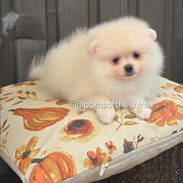 Éowyn - Cream parti female Pomeranian puppy in Boca Raton, Florida from Poms of The Shire