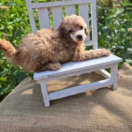 Aspen - Apricot male Poodle puppy in Statesboro, Georgia from Briar Creek Kennels