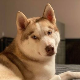 Sam - Siberian Husky