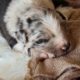 Australian Shepherds from SunSet Ranch Aussies