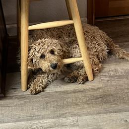 Holly is Trained - Caramel female Australian Labradoodle puppy in Molalla, Oregon from Golden Xpress Labradoodles