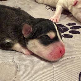 Woodrow Call - Black and white male Pomsky puppy in Blue Earth, Minnesota from Blue Sky Pomsky