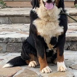 Grace - Bernese Mountain Dog