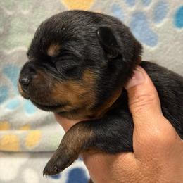 Boy 5 - Black and mahogany male Rottweiler puppy in Newfoundland, Pennsylvania from Poconopaws