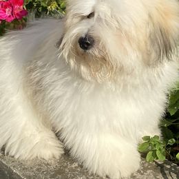 Coton de Tulear and Sheepadoodle All Grown Up from Majestic Creek Puppies