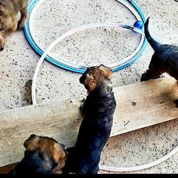 Belgian Laekenois Puppies from Cal Curly Coats Belgian Laekenois