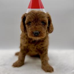 Spice - Red female Cavapoo puppy in La Vernia, Texas from Texas Teddy Bears