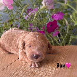 Bun - Apricot female Goldendoodle puppy in Lancaster, Minnesota from North Star Dog Training