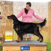 Nikita - Gordon Setter