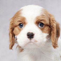 Bernedoodles, Cavalier King Charles Spaniels, Cavapoos, and Poodles from Grandeur Valley Puppies