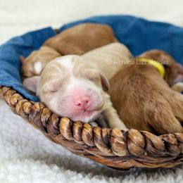 Australian Labradoodle Puppies from Pinnacle Labradoodles