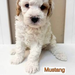 Bernedoodle, Cavapoo, Cockapoo, and Goldendoodle Puppies from Cactus Doods
