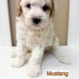 Bernedoodle, Cavapoo, Cockapoo, and Goldendoodle Puppies from Cactus Doods