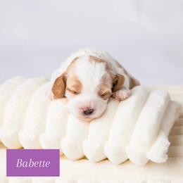 Babette - White female Cavapoo puppy in Eagle Mtn, Utah from North Ranch Doodles