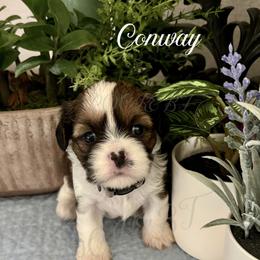 Conway - Black gold and white male Cavatzu puppy in Grove, Oklahoma from Rocky Oak Cavaliers & Biewer Terriers LLC