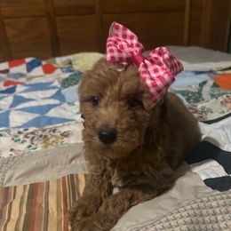 Lila - Apricot female Goldendoodle puppy in Centralia, Missouri from Oodles Of Doodles Mo.
