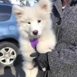 Samoyeds from Sparkly Paw
