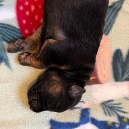 Campbell (Cami) - Black and red female German Shepherd puppy in Apex, North Carolina from Milestone GSDs