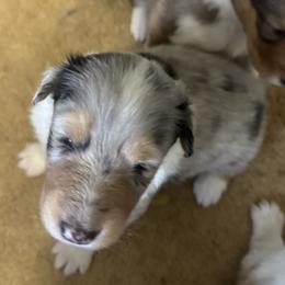Clover - Blue merle male Collie puppy in Richmond, Kentucky from Puppy Dog City