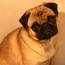 Mable - Pug