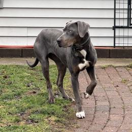 Catahoula Leopard Dog puppies from Compass Rose Catahoulas