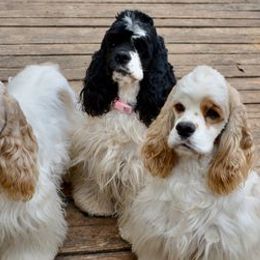 Cocker Spaniels from Willwyn Cockers