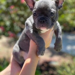 French Bulldog Puppies from Kathrine Hill