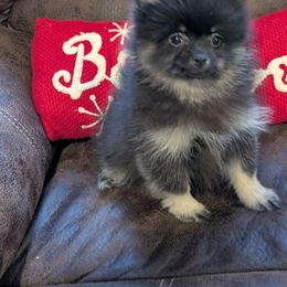 Amelia - Black and tan female Pomeranian puppy in Danielsville, Georgia from PassionatePomPoms