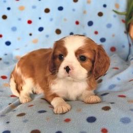 Braylynn - Blenheim female Cavalier King Charles Spaniel puppy in San Jose, California from Alpine Meadows Cavaliers
