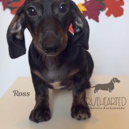 Ross - Black and tan male Dachshund puppy in Royse City, Texas from Truehearted Miniature Dachshunds