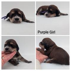 Purple Girl, Sable Abstract - Wheaten female Whoodle puppy in Kalispell, Montana from Countryman Whoodles