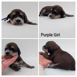 Purple Girl, Sable Abstract - Wheaten female Whoodle puppy in Kalispell, Montana from Countryman Whoodles