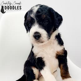 JACE - Tri-color male Bernedoodle puppy in Tipton, Indiana from Country Creek Doodles