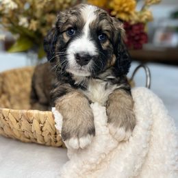 Bernedoodle and Goldendoodle Puppies from Apricot Roots Doodles