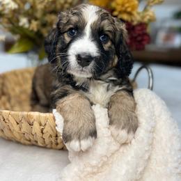 Bernedoodle and Goldendoodle Puppies from Apricot Roots Doodles