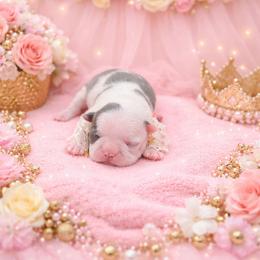 Blue Splash Girl - Blue female Boston Terrier puppy in San Antonio, Texas from JT Bostons