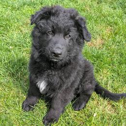 Archie - Black male German Shepherd puppy in Waterloo, New York from Von Nikolaos German Shepherds