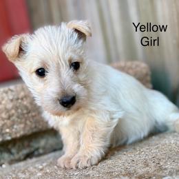 Belle (yellow) - Wheaten female Scottish Terrier puppy in Chattanooga, Oklahoma from Lottie Dottie Scottie’s and Papillons
