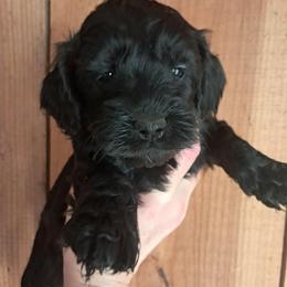 Boy 3 - Black male Cockapoo puppy in Mena, Arkansas from Ouachita River Cockapoos