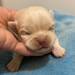 Boy 1 - Cream male Chihuahua puppy in Chino Valley, Arizona from Lane’s Little Longhairs