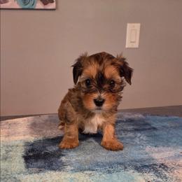 Rufus - Black & tan tri-color male Maltipoo puppy in Everett, Washington from Meadows Ranch