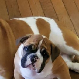 Bulldogs from BtS Bulldogs