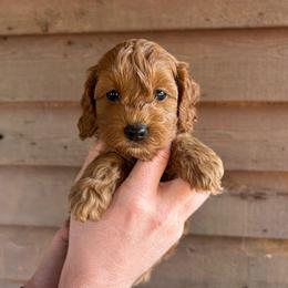 Rocky - Red male Cockapoo puppy in Mena, Arkansas from Ouachita River Cockapoos