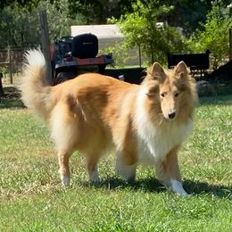 Roxy - Collie