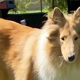 Roxy - Collie