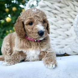Goldendoodle Puppies from Puppy Love
